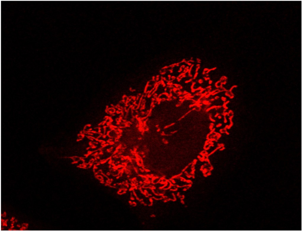 日本ファンクショナルダイエット協会