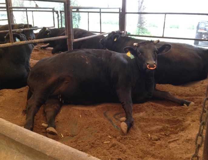 日本ファンクショナルダイエット協会