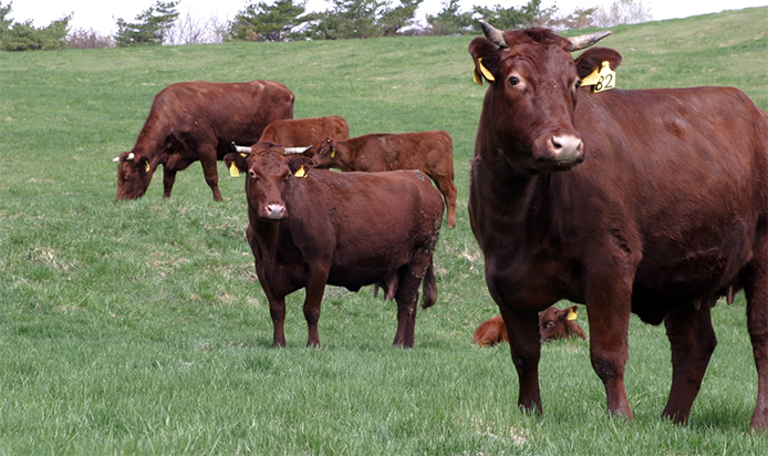 日本ファンクショナルダイエット協会