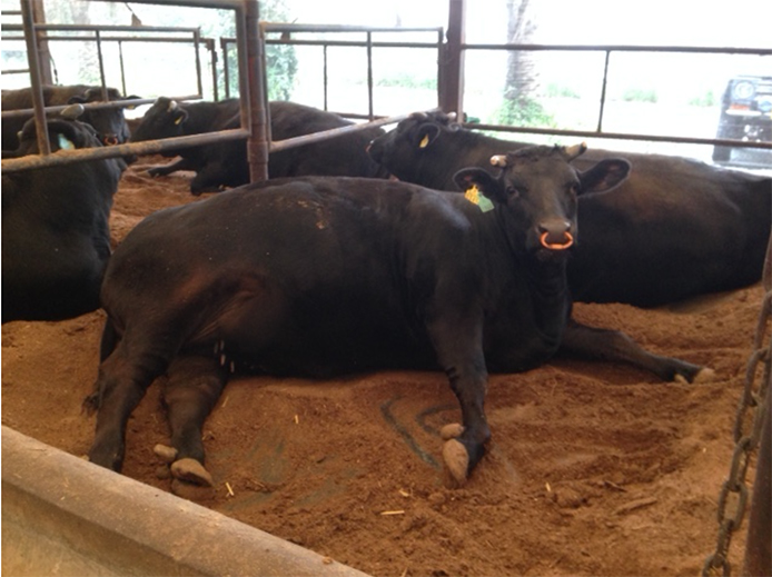 日本ファンクショナルダイエット協会