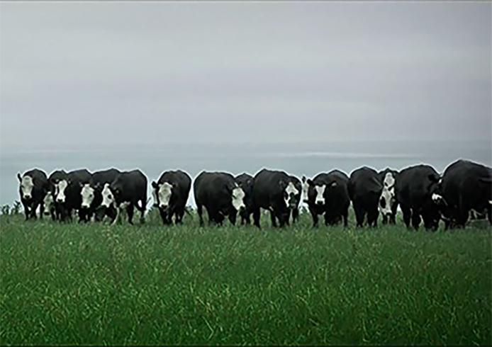 日本ファンクショナルダイエット協会