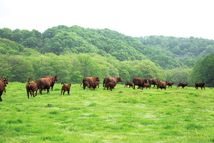 日本ファンクショナルダイエット協会
